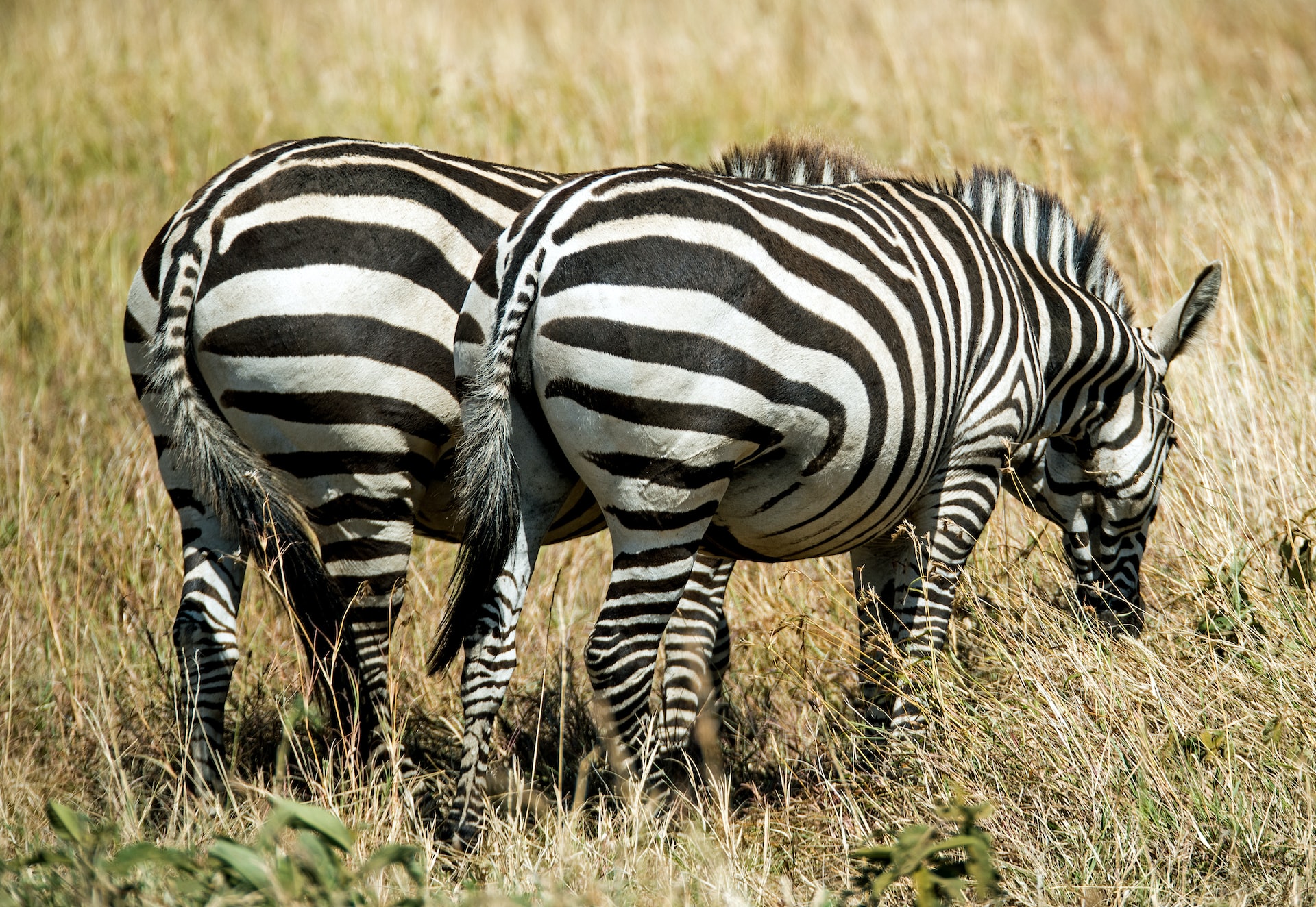 Origin Of The Burchell's Zebras Kidepo Valley National Park Uganda