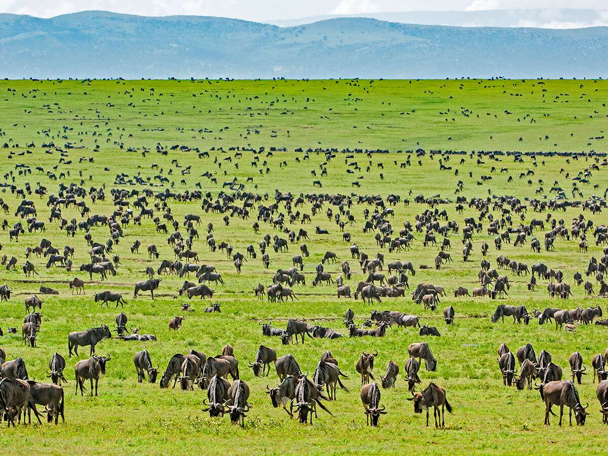 Tanzania Safaris and Tours