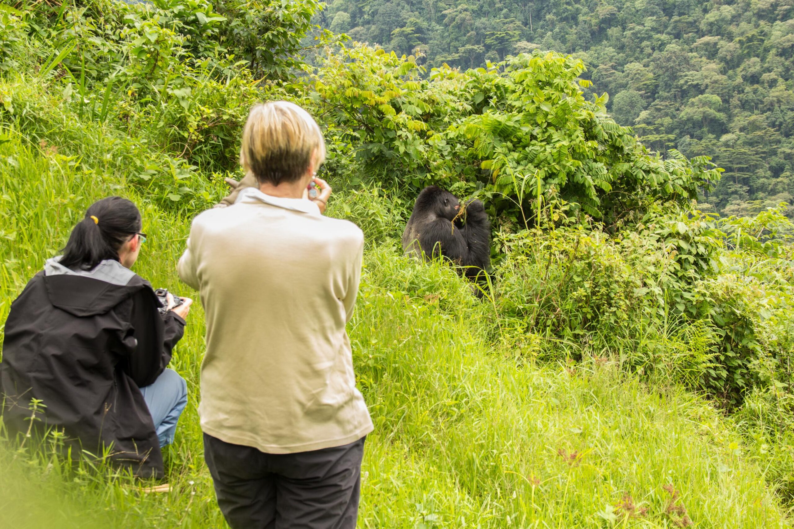 Uganda Gorilla Trekking Safaris