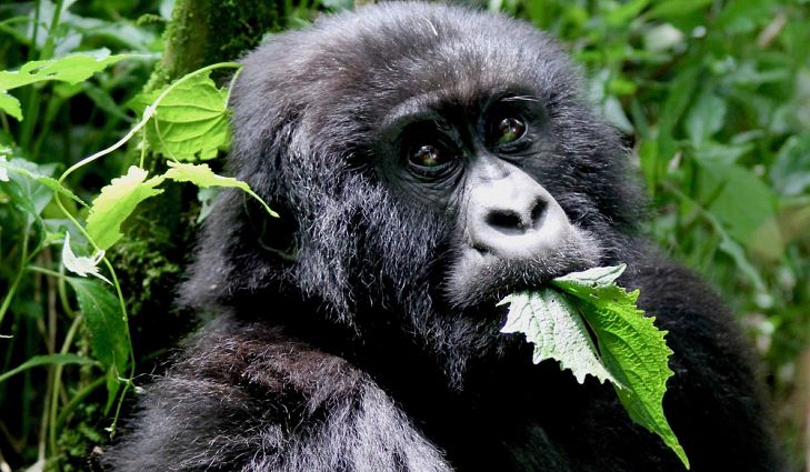 Uganda Gorilla Trekking Safaris & Tours